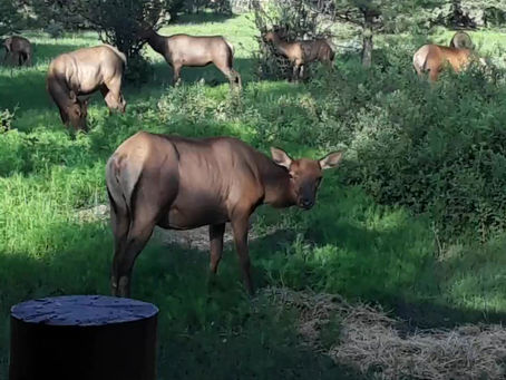 More Elk Coming to Visit!