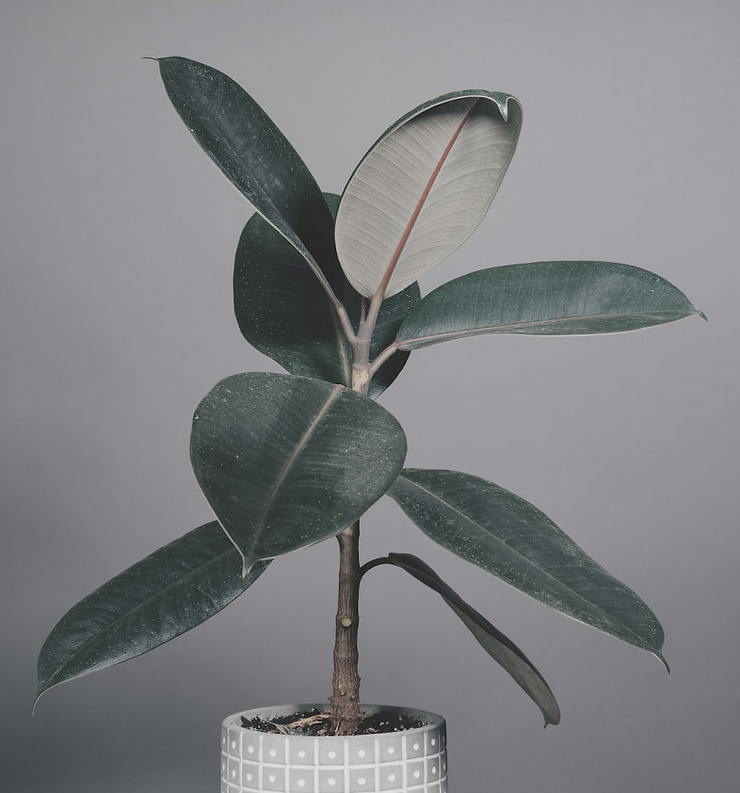 A rubber plant