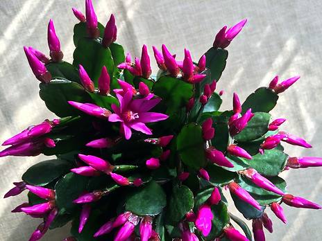 Christmas cactus with overwhelming purple/pink blossoms