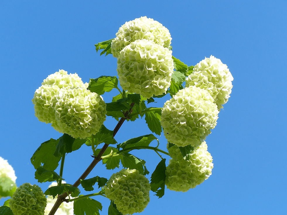 White smooth hydrangea