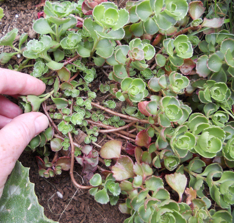 Stone crop