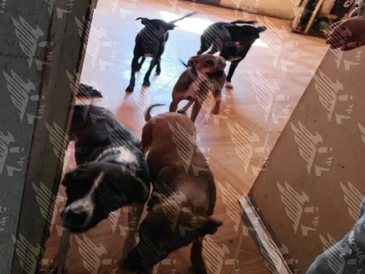 Rescatan a 13 perros abandonados y desnutridos en un departamento de Puebla