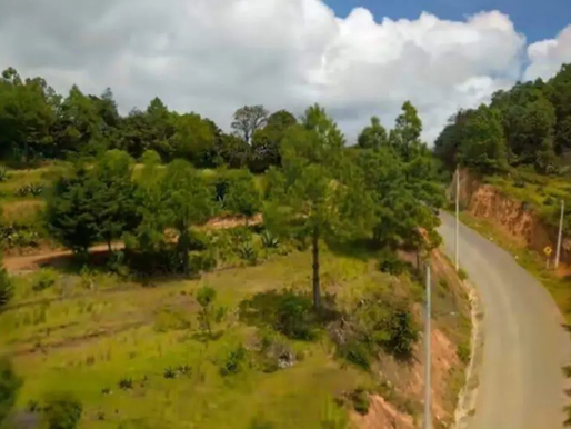 Tehuacán despierta bajo su manto blanco: helada inaugura temporada de frío