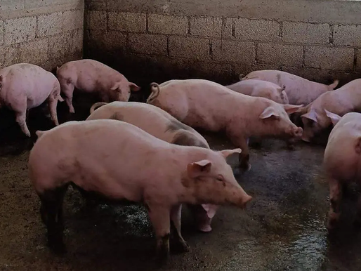 Ponen fin al “puerquito encebado”: Zacapoaxtla elimina práctica por maltrato animal