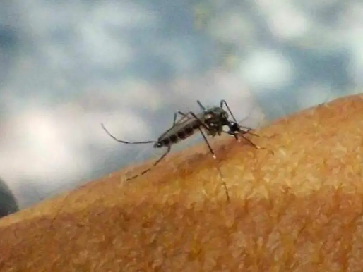 Puebla reduce 91% los casos de dengue durante 2026, reporta Secretaría de Salud