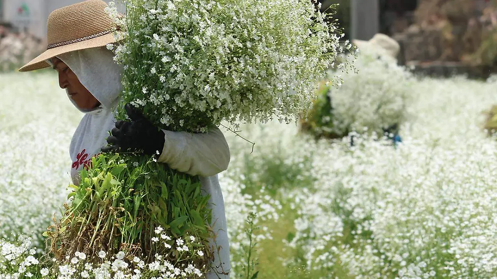 De Asia a Puebla: la flor paniculata conquista mercados y celebraciones
