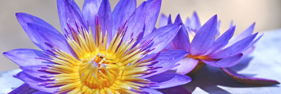 Lotus_edited.jpg
