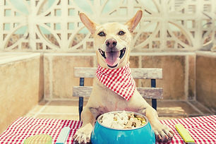 dogdining.jpg