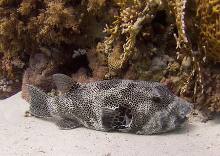Puffer Fish 2015.jpg