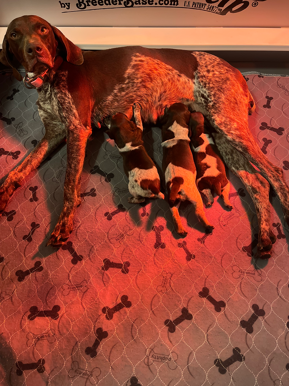 Holiday puppies