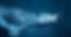 2-TW_FBlink-posts-1200x628.png