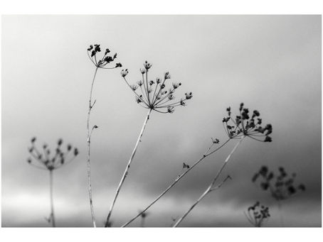 one a day 365 photography project     Day 63