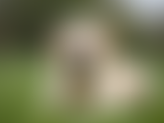 Exploring the Unique Traits of English Labradors