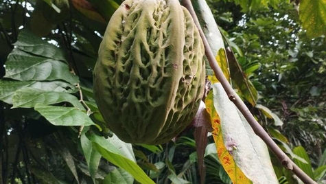 El cacao blanco de Oaxaca