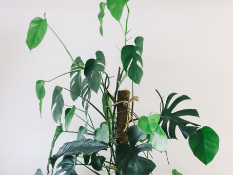 Help! Wat moet ik doen met Monstera luchtwortels?