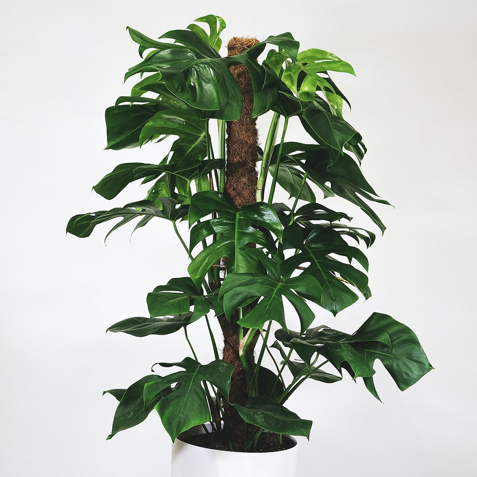 Wat moet ik doen met de luchtwortels van mijn Monstera?