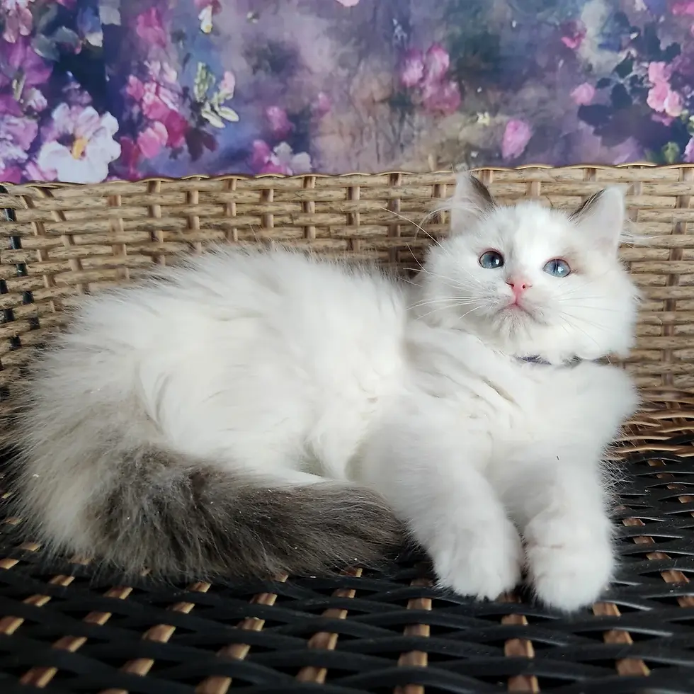 Un gatito ragdoll blanco y esponjoso sentado en una silla de mimbre.
