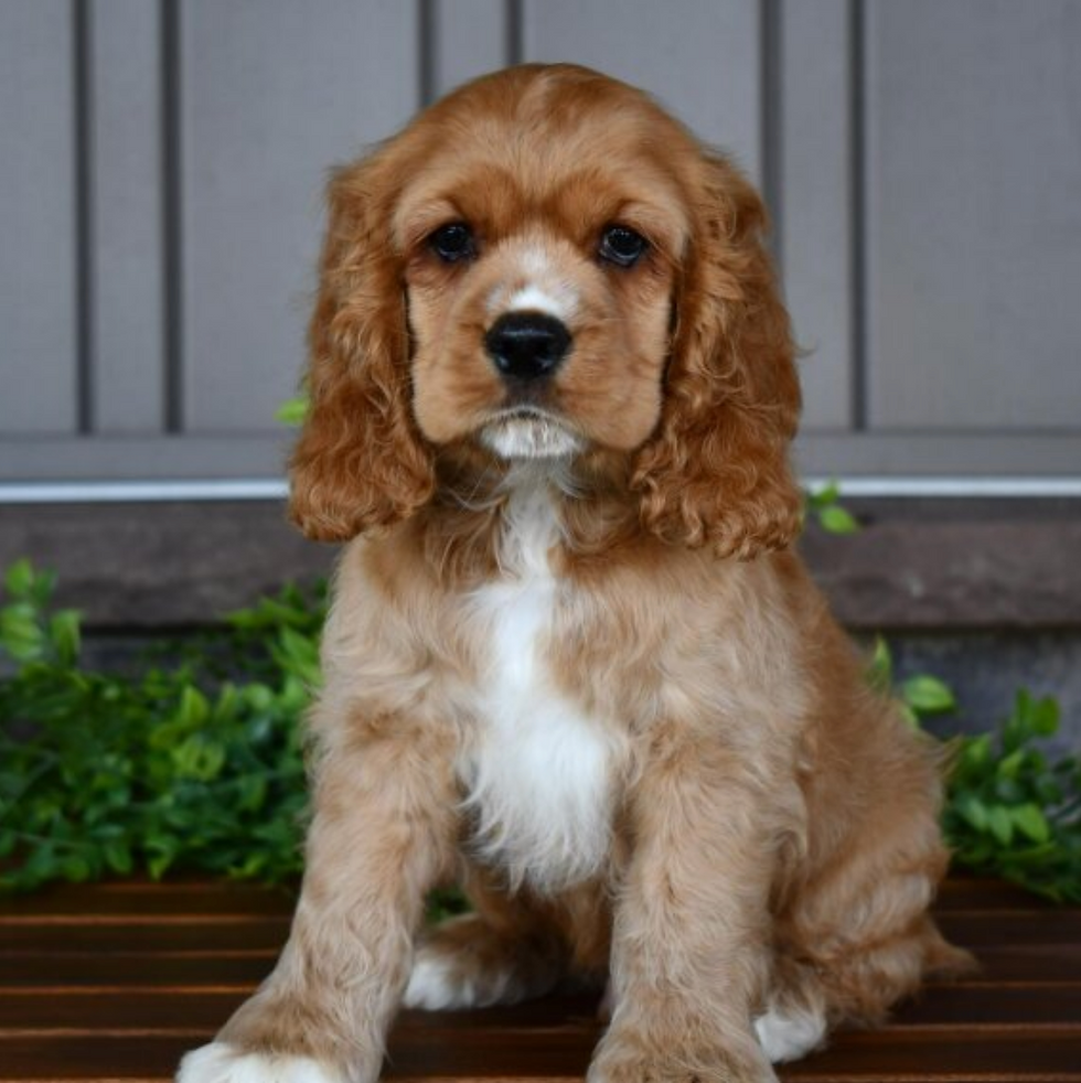 Tucker (1).png