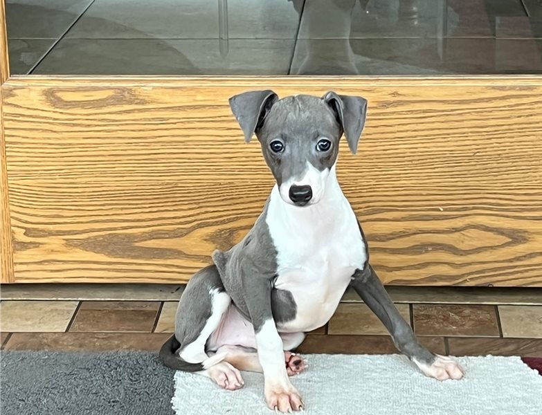 Charlie - Male (2).jpg