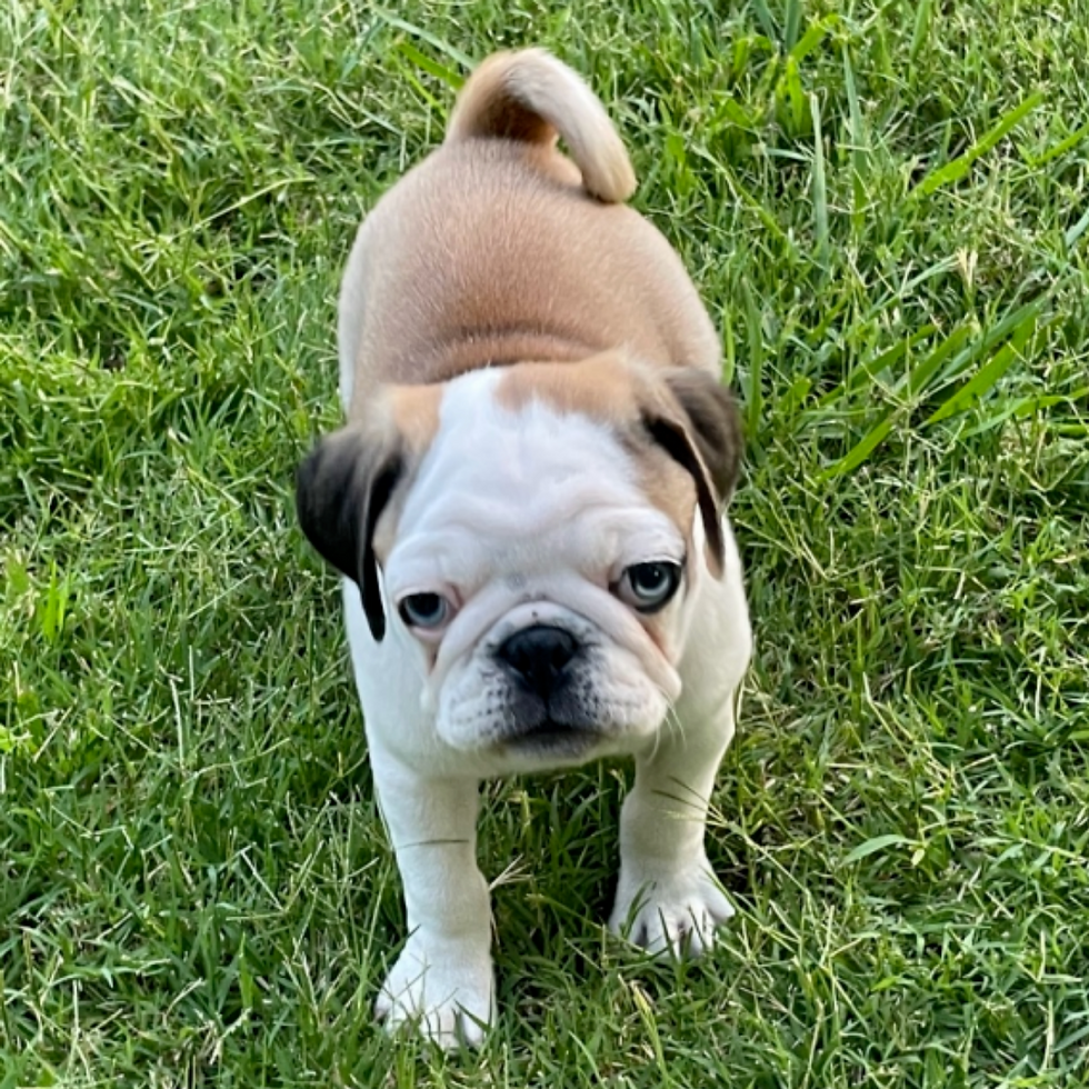Tippy (1).png