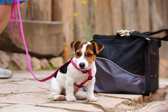 katerinavulcova-puppy-3586495_1920.jpg