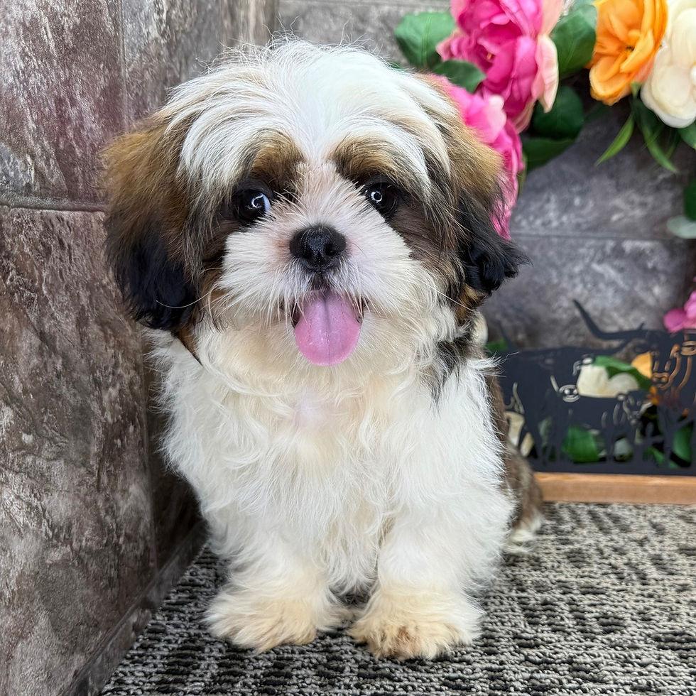 Biscuit.jpg
