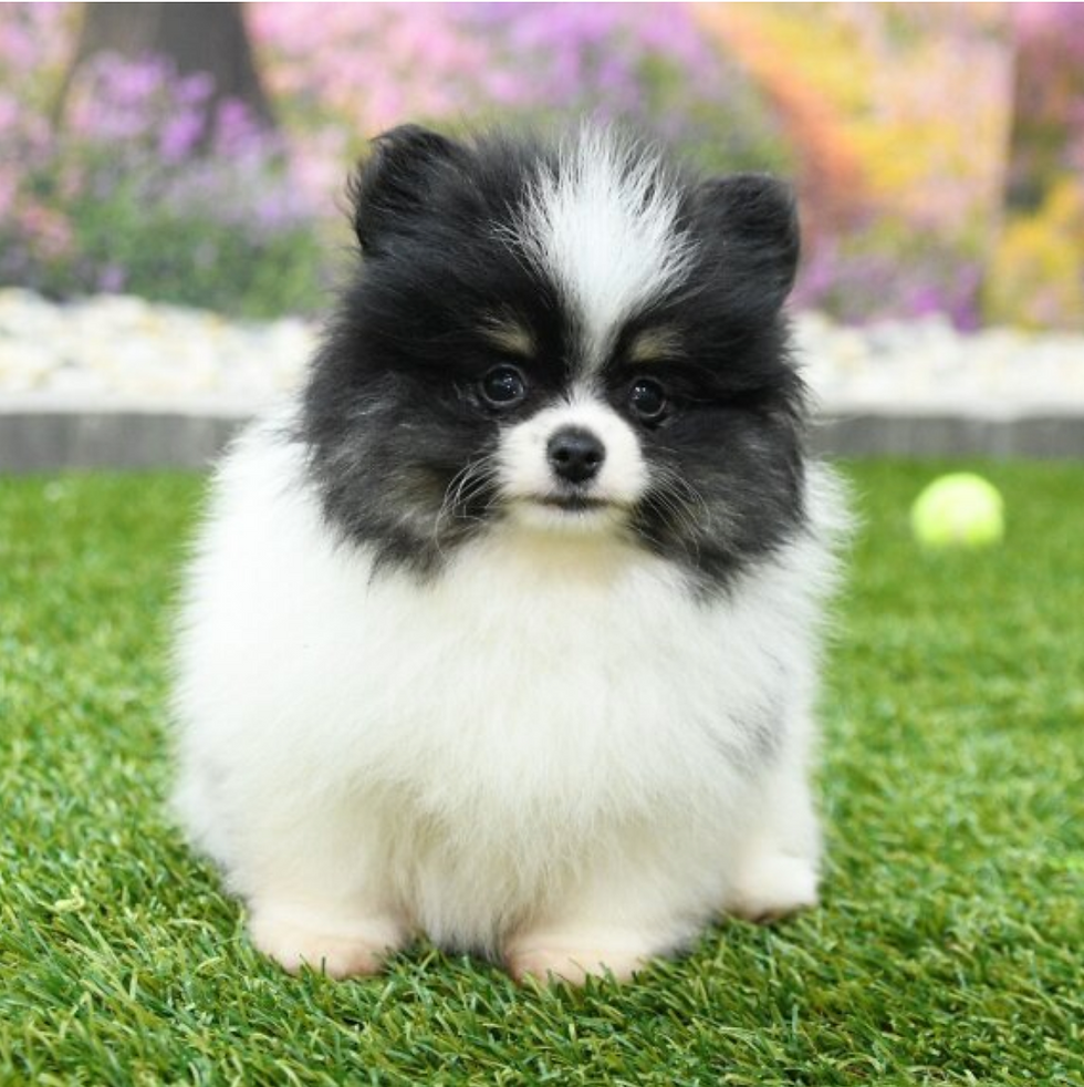 Fluffy blanco y negro mundo cachorros y gatito cachorro.