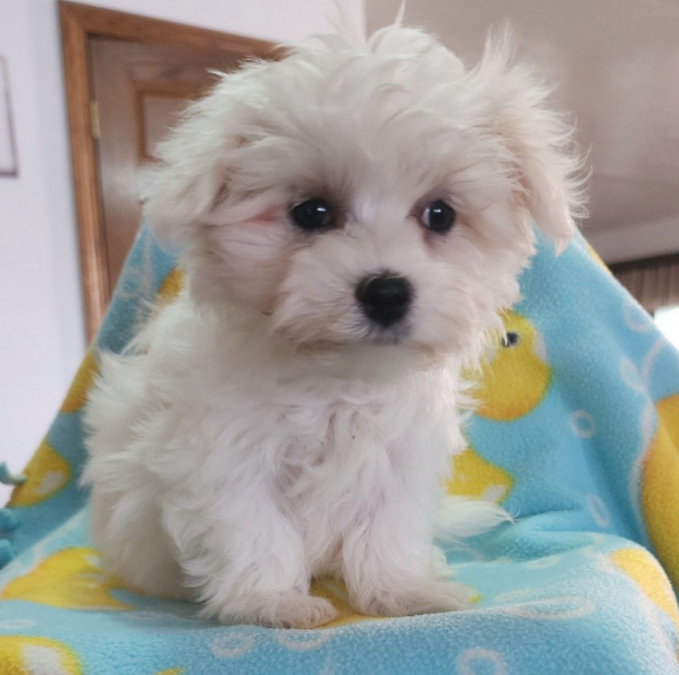 Ziggy (1).png