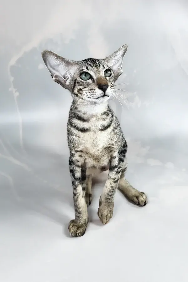 Gatito oriental de pelo corto de mundo cachorros y gatito