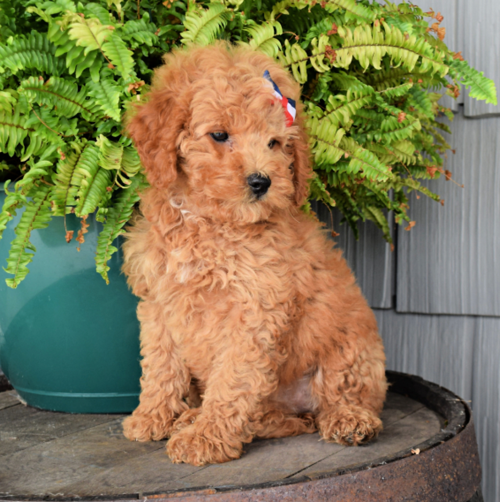 Molly (3).png