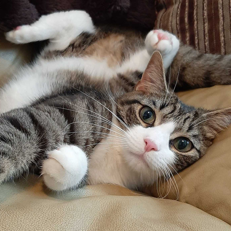 A gray and white tabby with a perfectly pink nose lies on a tan pillow, seemingly impossibly twisted with his hind feet up and front paws down.