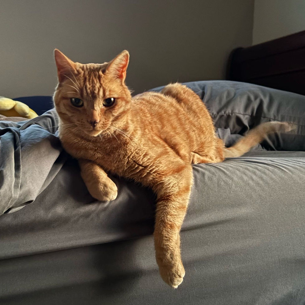 Feline Appreciation Day!
