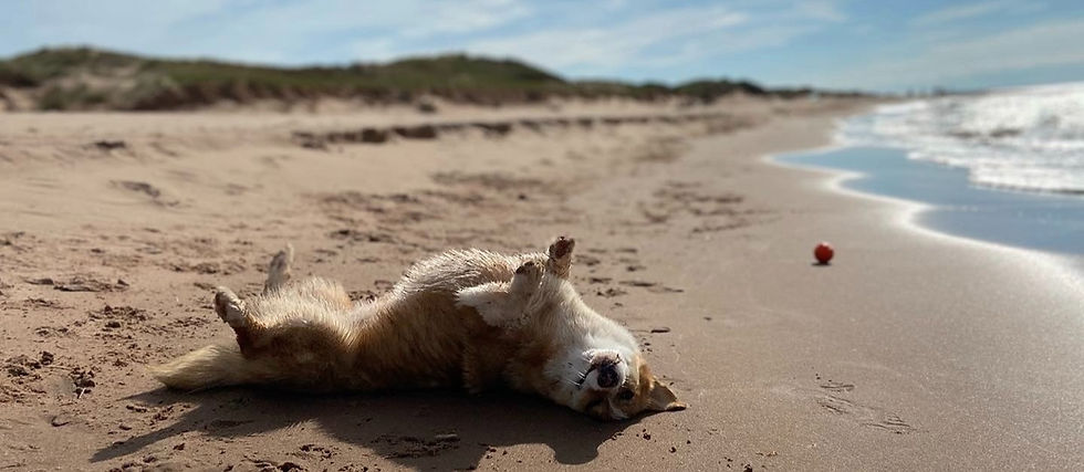 A corgi with fur damp and sandy from multiple romps in the nearby surf, strikes a classic swimsuit pose on her back, paws in the air, an adorable grin on her face. Her orange ball sits in the back ground on the white sand beach with grass covered dunes.