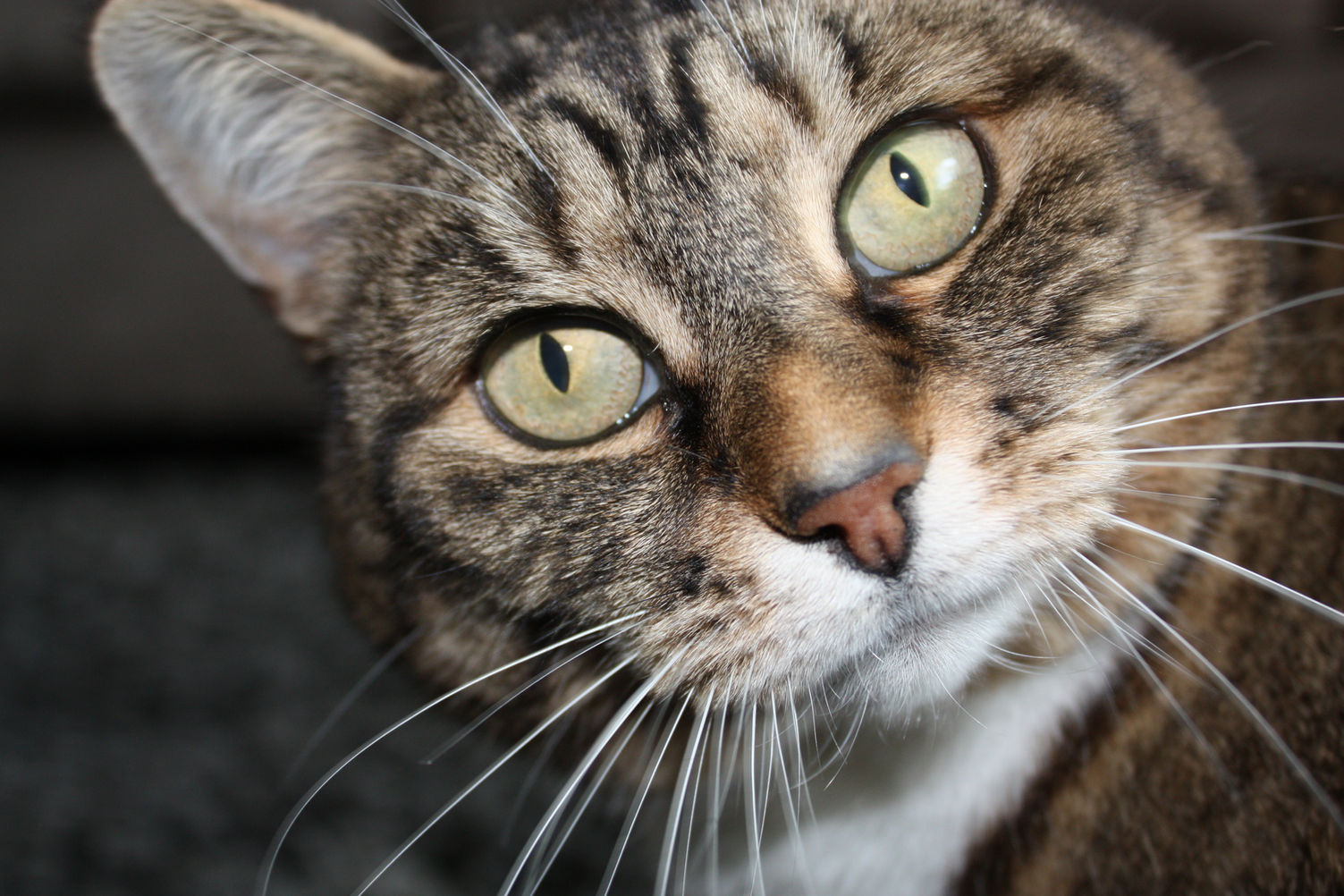 A brown tabby with striking citron eyes tilts her head at the camera with an inquisitive gaze.