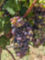 Cabernet grapes grow well in Paso Robles