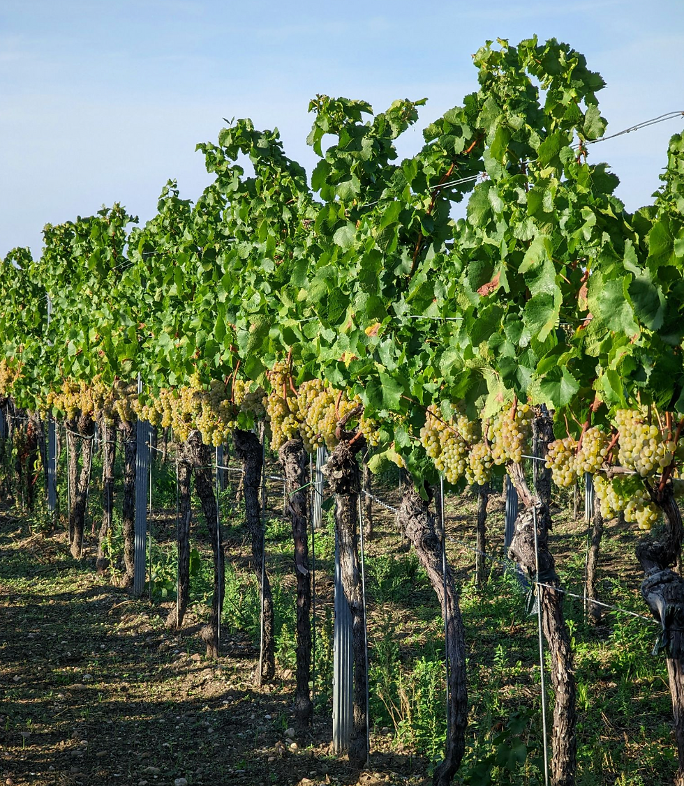 Old-vine head-trained Zinfandel vineyard with gnarled weathered vines in warm afternoon light in Paso Robles wine country California