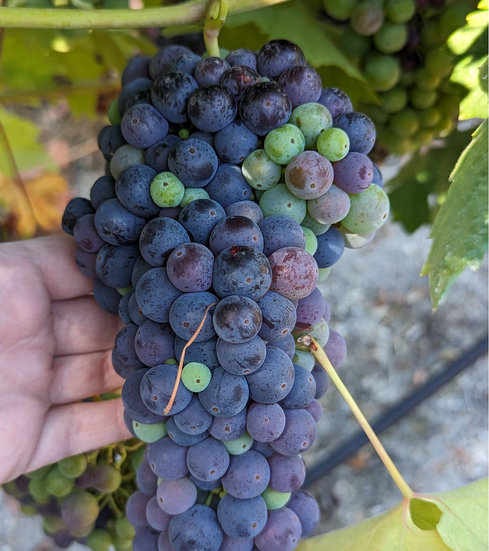 Close-up macro photo of ripe dark Zinfandel grape clusters on the vine with slight variation in ripeness and vineyard rows in soft focus background