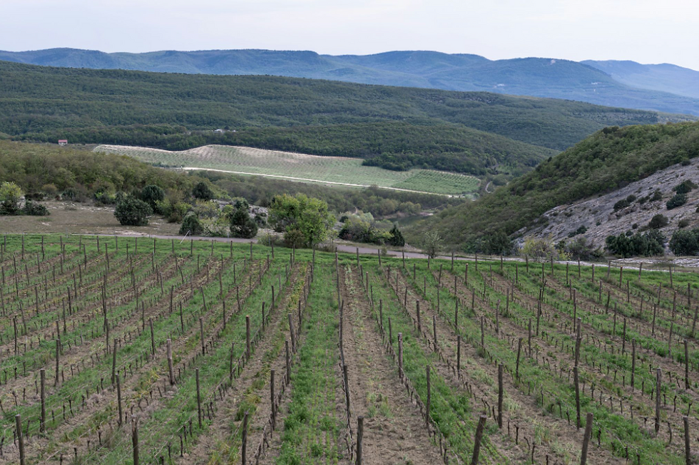 Hillside vineyard in the Willow Creek District of Paso Robles with mountain range in the background and oak trees in golden afternoon light