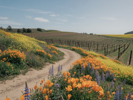 Paso Robles in Spring: Why It's the Most Underrated Time to Visit Wine Country