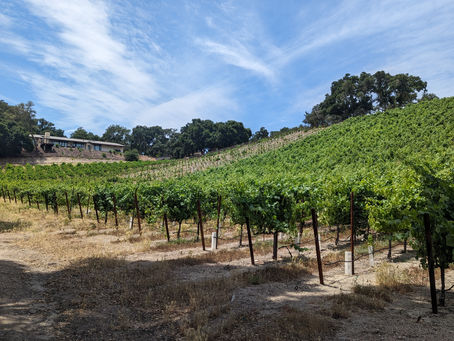 How to Find Eco-Conscious Wineries in Your Area
