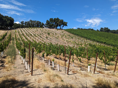 Why Watering Practices Matter in an Eco-Friendly Winery