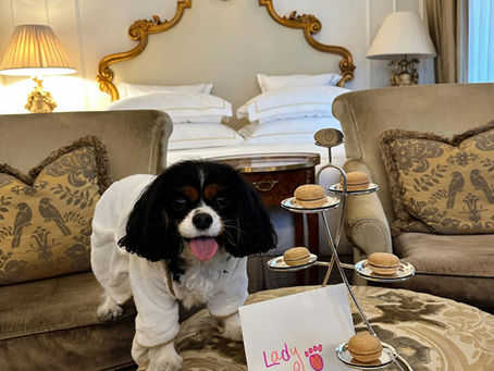 The Top Dog-Friendly Hotels in Paso Robles: The Ultimate Guide to Staying in Wine Country with Your Dog
