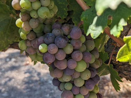 Understanding the Carbon Footprint of Wine Production
