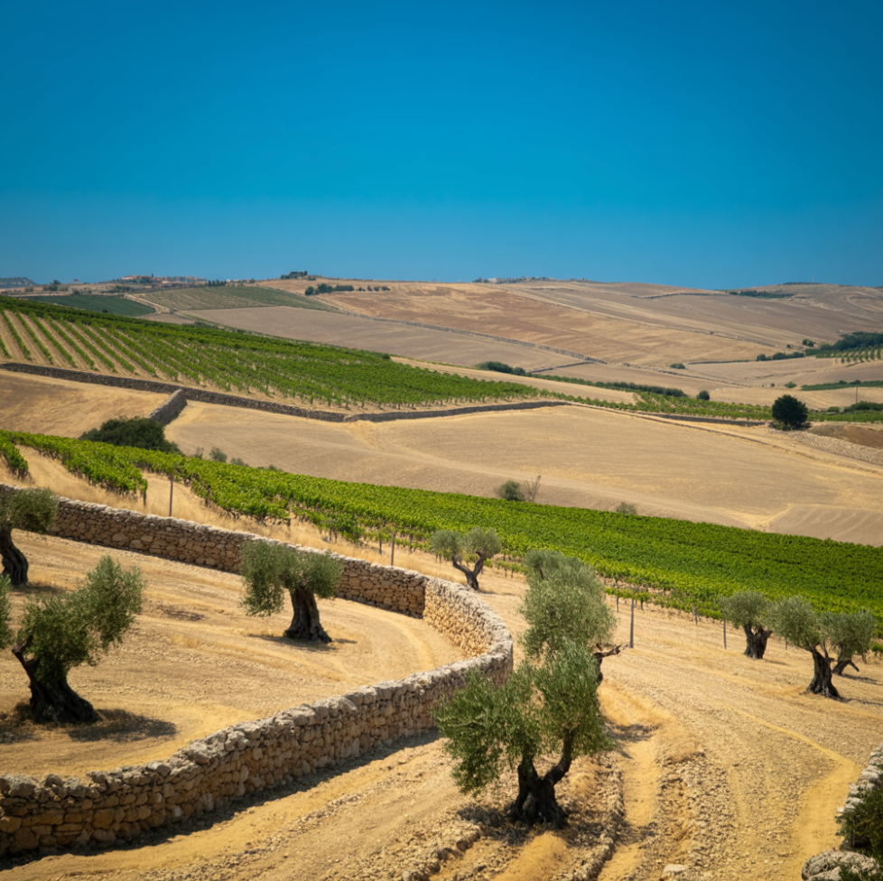 Flat sun-baked farmland in southern Italy with ancient stone walls olive trees and vineyard rows under brilliant blue sky where Primitivo grape is grownFlat sun-baked farmland in southern Italy with ancient stone walls olive trees and vineyard rows under brilliant blue sky where Primitivo grape is grown
