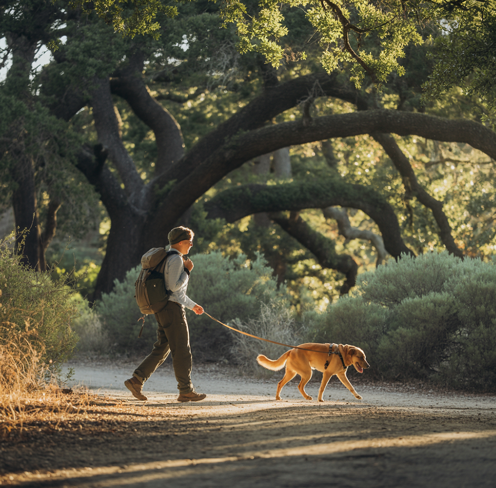 Oak-shaded dog friendly hiking trail in Central Coast California