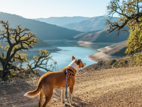 Best Dog-Friendly Hiking Trails Near Paso Robles Wine Country