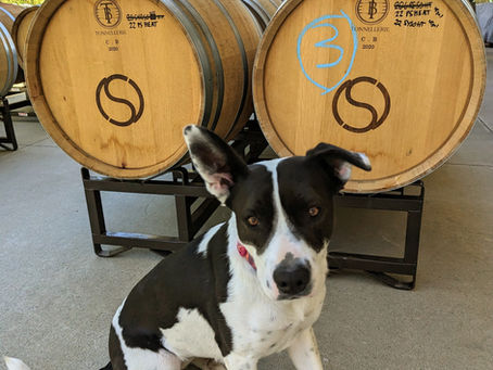 A Guide to Dog-Friendly Festivals and Events on the Central Coast of California