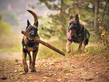 Dog-Friendly Outdoor Activities in and Near Paso Robles
