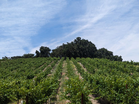 A Guide to Sustainable Wine Certifications