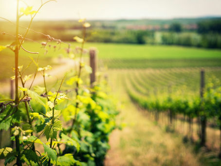 What is Biodynamic Wine?